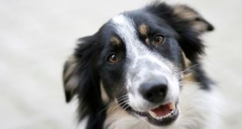 Hundepflege-Oldenburg